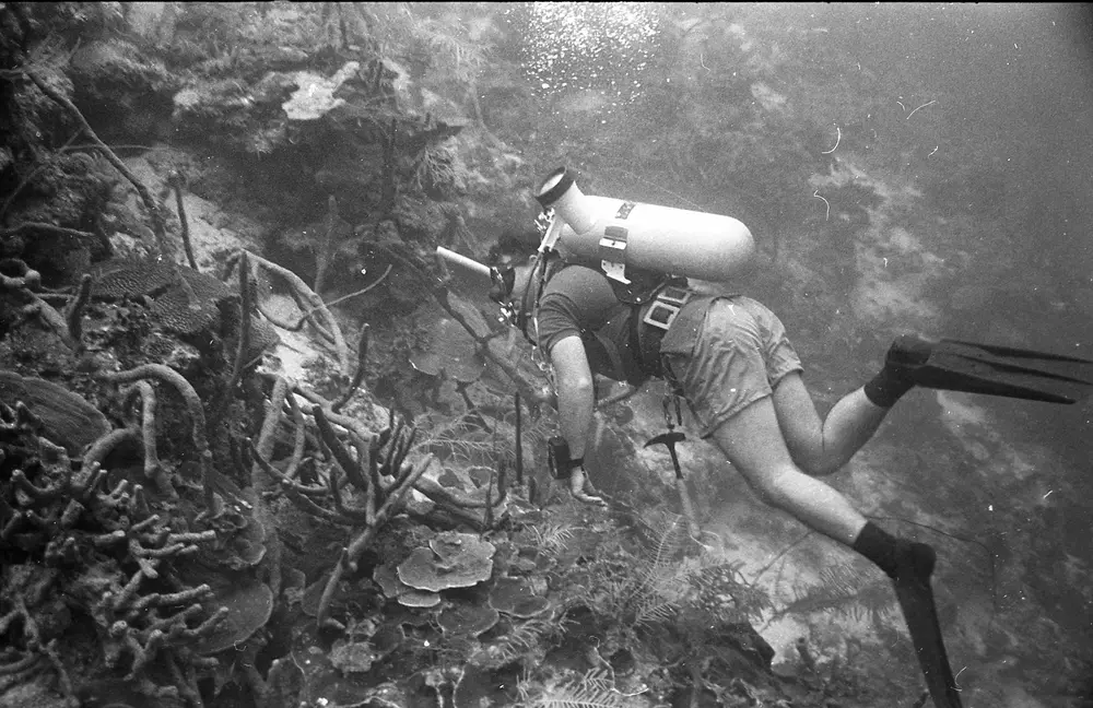 **UUID: **f269deb6-ea6a-4a0f-b6ba-da64509b95bb<br>**Date: **1966-09-25<br>**Location: **Jamaica | Discovery Bay | Buoy Deep<br>**Longitude: **77.40908ºW<br>**Latitude: **18.47325ºN<br>**Photographer: **Eileen Graham<br>**Copyright: **Trustees of the Natural History Museum (London, UK), CC-BY-4.0