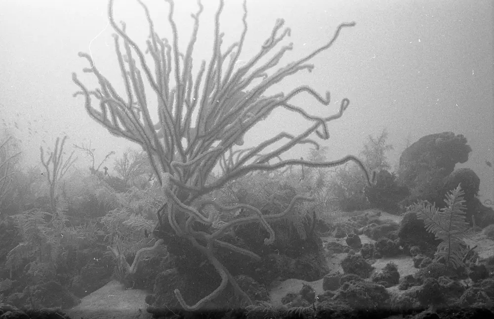 **UUID: **ade7a64a-6dcc-4a25-85f4-2dda7b41de41<br>**Date: **1966-09-14<br>**Location: **Jamaica | Discovery Bay | Buoy Upper Slope<br>**Longitude: **77.40908ºW<br>**Latitude: **18.47322ºN<br>**Photographer: **Eileen Graham<br>**Copyright: **Trustees of the Natural History Museum (London, UK), CC-BY-4.0