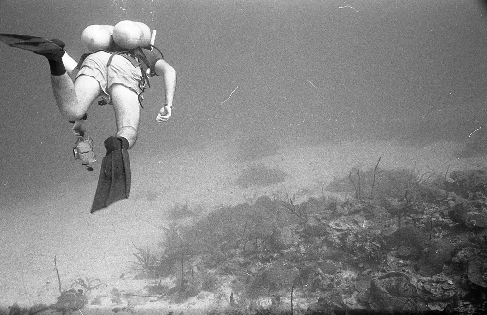 **UUID: **aac7674a-264d-4b02-b068-0444fe0f94aa<br>**Date: **1966-09-29<br>**Location: **Jamaica | Discovery Bay | The Bull<br>**Longitude: **77.38917ºW<br>**Latitude: **18.46917ºN<br>**Photographer: **Eileen Graham<br>**Copyright: **Trustees of the Natural History Museum (London, UK), CC-BY-4.0