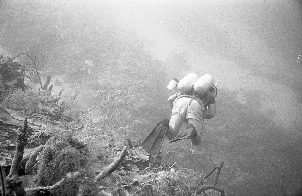 **UUID: **0ebf04ac-2811-4f83-bbf7-e0e67ea49e08<br>**Date: **1966-09-29<br>**Location: **Jamaica | Discovery Bay | The Bull<br>**Longitude: **77.38917ºW<br>**Latitude: **18.46917ºN<br>**Photographer: **Eileen Graham<br>**Copyright: **Trustees of the Natural History Museum (London, UK), CC-BY-4.0