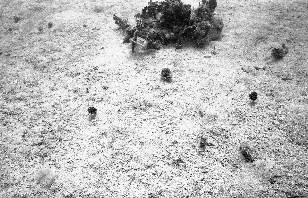 **UUID: **d20383b9-a6c1-492f-9ef8-89733330d9cd<br>**Date: **1966-11-10<br>**Location: **Jamaica | Discovery Bay | Algal Plots<br>**Longitude: **77.414ºW<br>**Latitude: **18.473ºN<br>**Photographer: **Eileen Graham<br>**Copyright: **Trustees of the Natural History Museum (London, UK), CC-BY-4.0