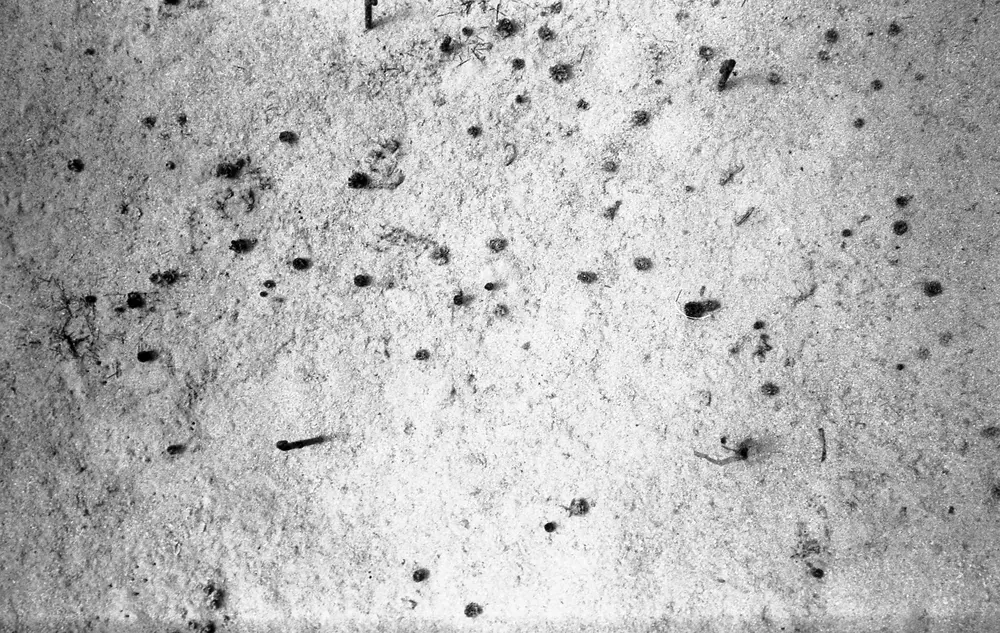 **UUID: **38ffce68-b626-44af-99a5-3628fdd01be2<br>**Date: **1966-11-10<br>**Location: **Jamaica | Discovery Bay | Algal Plots<br>**Longitude: **77.414ºW<br>**Latitude: **18.473ºN<br>**Photographer: **Eileen Graham<br>**Copyright: **Trustees of the Natural History Museum (London, UK), CC-BY-4.0