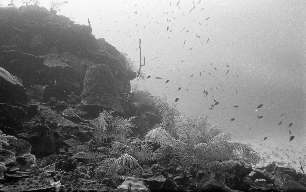 **UUID: **6d7b4e76-db2c-45e8-a9d6-cea5fb2dbaf5<br>**Date: **1966-10-26<br>**Location: **Jamaica | Discovery Bay | Pinnacle 1 Slope<br>**Longitude: **77.41017ºW<br>**Latitude: **18.47367ºN<br>**Photographer: **Eileen Graham<br>**Copyright: **Trustees of the Natural History Museum (London, UK), CC-BY-4.0