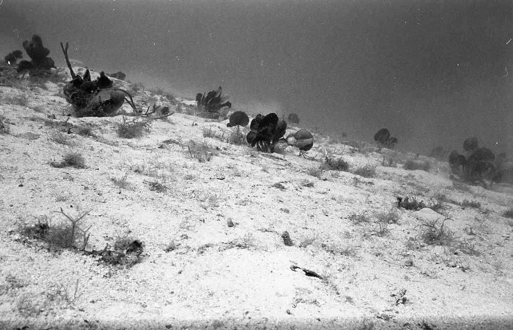 **UUID: **402edb3e-6b95-4c5d-ae65-7f9bb5e04533<br>**Date: **1966-10-26<br>**Location: **Jamaica | Discovery Bay | Algal Plots<br>**Longitude: **77.414ºW<br>**Latitude: **18.473ºN<br>**Photographer: **Eileen Graham<br>**Copyright: **Trustees of the Natural History Museum (London, UK), CC-BY-4.0