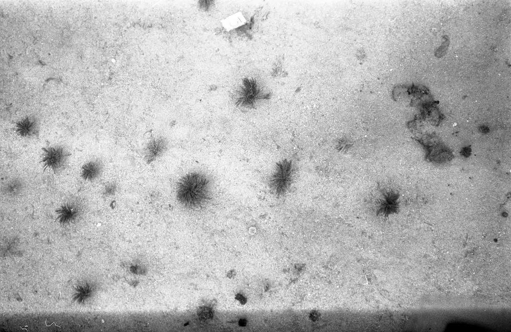 **UUID: **81363a14-d1ae-486f-863f-8d3946367a6b<br>**Date: **1966-11-16<br>**Location: **Jamaica | Discovery Bay | Algal Plots<br>**Longitude: **77.414ºW<br>**Latitude: **18.473ºN<br>**Photographer: **Eileen Graham<br>**Copyright: **Trustees of the Natural History Museum (London, UK), CC-BY-4.0