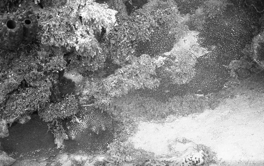 **UUID: **f7fa6327-57e1-4b14-81a0-8bf4ee7591d4<br>**Date: **1966-11-16<br>**Location: **Jamaica | Discovery Bay | Buoy Upper Slope<br>**Longitude: **77.40908ºW<br>**Latitude: **18.47322ºN<br>**Photographer: **Eileen Graham<br>**Copyright: **Trustees of the Natural History Museum (London, UK), CC-BY-4.0