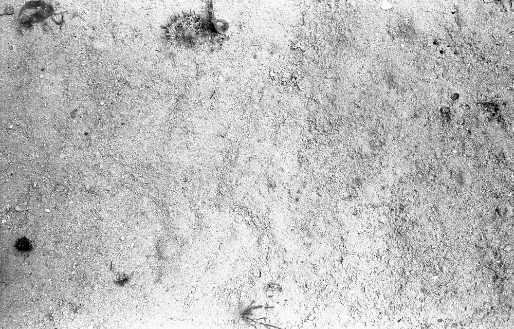**UUID: **b2c8ffb4-0b0e-4c2e-875e-b746c2a106a9<br>**Date: **1967-03-24<br>**Location: **Jamaica | Discovery Bay | Algal Plots<br>**Longitude: **77.414ºW<br>**Latitude: **18.473ºN<br>**Photographer: **Eileen Graham<br>**Copyright: **Trustees of the Natural History Museum (London, UK), CC-BY-4.0