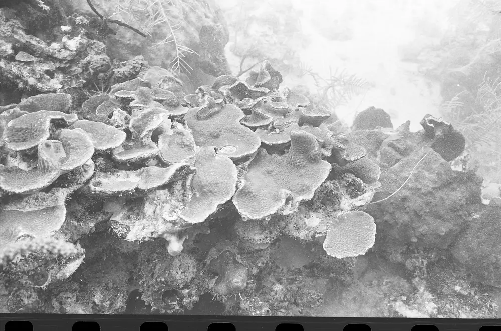 **UUID: **d6a7d1da-a517-4c96-bc2e-3a632ef21e07<br>**Date: **1967-09-06<br>**Location: **Jamaica | Discovery Bay | Buoy Upper Slope<br>**Longitude: **77.40908ºW<br>**Latitude: **18.47322ºN<br>**Photographer: **Eileen Graham<br>**Copyright: **Trustees of the Natural History Museum (London, UK), CC-BY-4.0