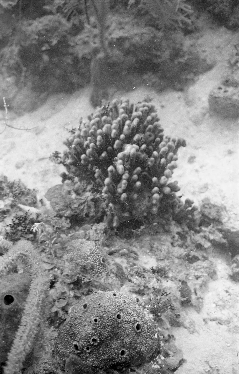 **UUID: **4212863f-fa7b-4895-94ff-a4688fc51173<br>**Date: **1967-09-06<br>**Location: **Jamaica | Discovery Bay | Buoy Upper Slope<br>**Longitude: **77.40908ºW<br>**Latitude: **18.47322ºN<br>**Photographer: **Eileen Graham<br>**Copyright: **Trustees of the Natural History Museum (London, UK), CC-BY-4.0