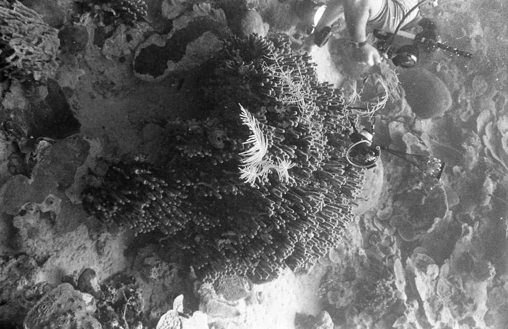 **UUID: **2a87b3b5-cdd7-4517-8207-a93b3c5417ee<br>**Date: **1967-06-16<br>**Location: **Jamaica | Discovery Bay | Pear Tree Bottom<br>**Longitude: **77.35867ºW<br>**Latitude: **18.4635ºN<br>**Photographer: **Eileen Graham<br>**Copyright: **Trustees of the Natural History Museum (London, UK), CC-BY-4.0
