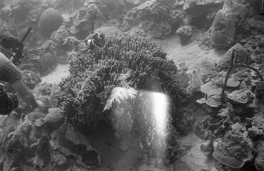 **UUID: **0dae502f-11a7-464c-85a3-9e540e251dc2<br>**Date: **1967-06-16<br>**Location: **Jamaica | Discovery Bay | Pear Tree Bottom<br>**Longitude: **77.35867ºW<br>**Latitude: **18.4635ºN<br>**Photographer: **Eileen Graham<br>**Copyright: **Trustees of the Natural History Museum (London, UK), CC-BY-4.0