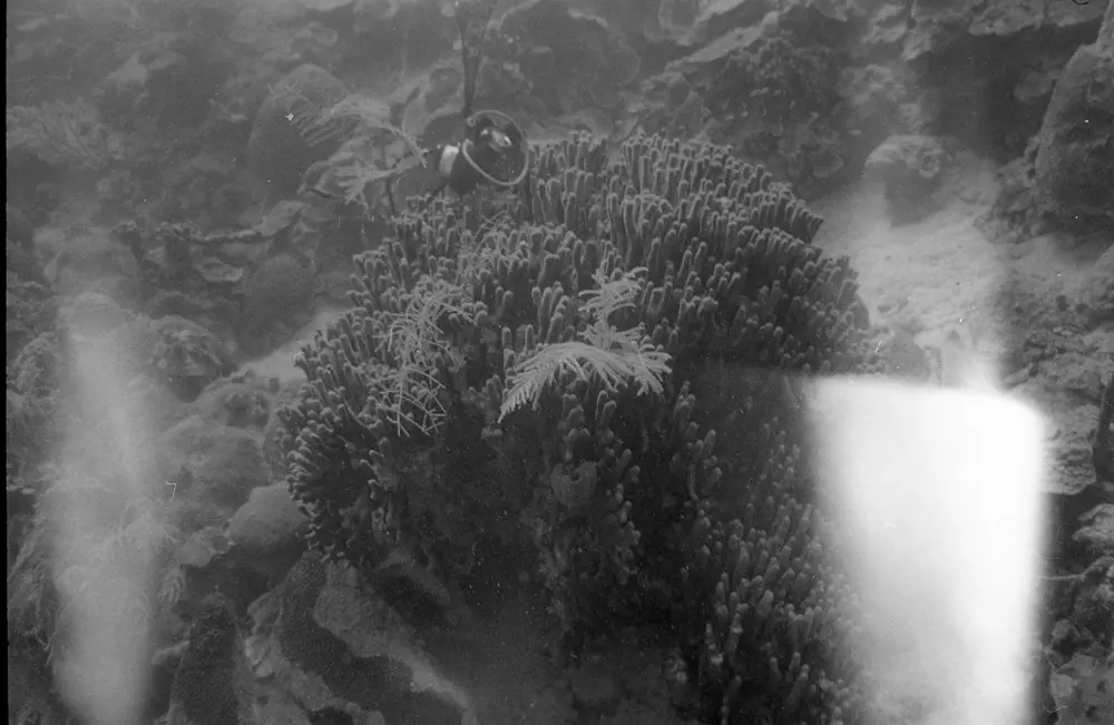 **UUID: **8b843535-db7f-42bd-8a2d-74818148b09c<br>**Date: **1967-06-16<br>**Location: **Jamaica | Discovery Bay | Pear Tree Bottom<br>**Longitude: **77.35867ºW<br>**Latitude: **18.4635ºN<br>**Photographer: **Eileen Graham<br>**Copyright: **Trustees of the Natural History Museum (London, UK), CC-BY-4.0