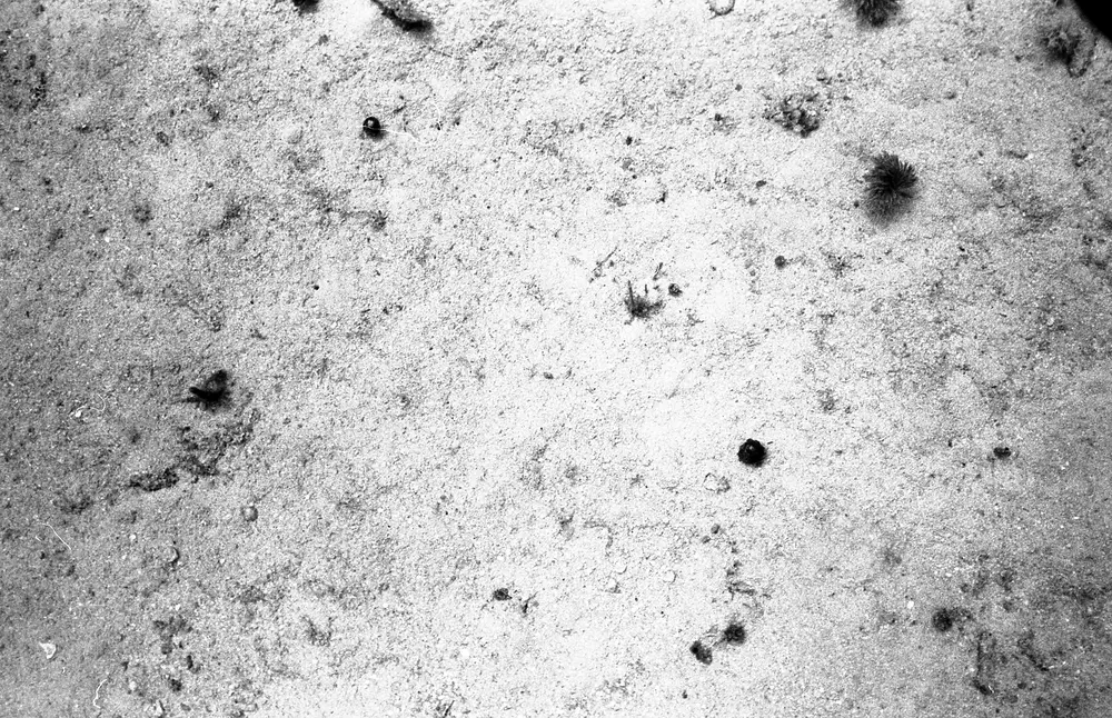 **UUID: **88a27fb0-a165-4c07-91f8-3daeac9dda22<br>**Date: **1967-06-22<br>**Location: **Jamaica | Discovery Bay | Algal Plots<br>**Longitude: **77.414ºW<br>**Latitude: **18.473ºN<br>**Photographer: **Eileen Graham<br>**Copyright: **Trustees of the Natural History Museum (London, UK), CC-BY-4.0