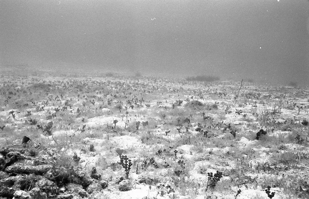**UUID: **6c0f1a4f-d793-4e6e-90a5-fe8c834c8a9a<br>**Date: **1967-04-07<br>**Location: **Jamaica | Discovery Bay | Algal Plots<br>**Longitude: **77.414ºW<br>**Latitude: **18.473ºN<br>**Photographer: **Eileen Graham<br>**Copyright: **Trustees of the Natural History Museum (London, UK), CC-BY-4.0