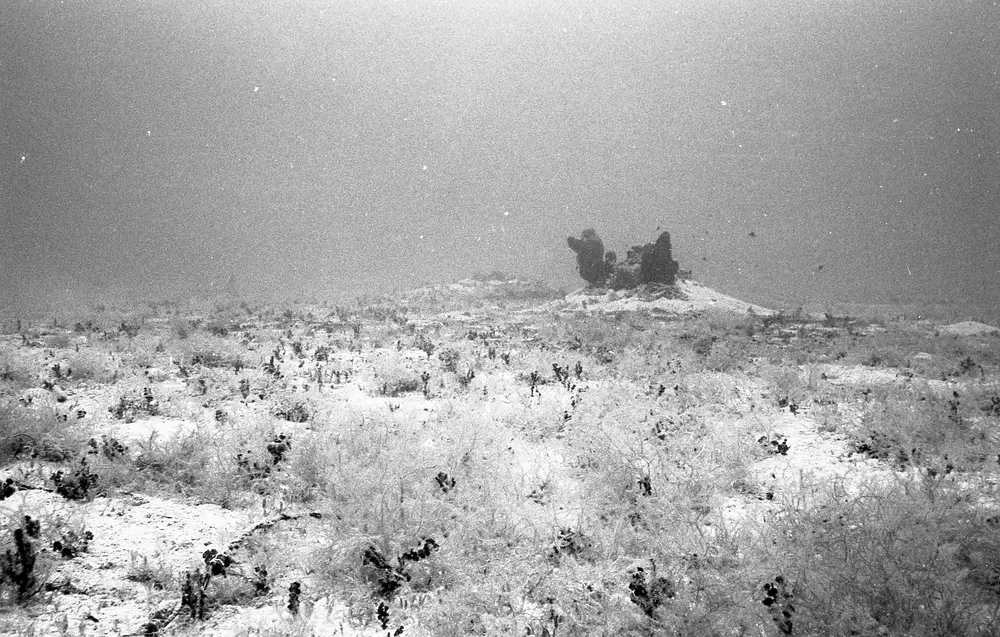 **UUID: **185cc9b7-7b59-46c5-9fee-6524b545c43e<br>**Date: **1967-04-07<br>**Location: **Jamaica | Discovery Bay | Algal Plots<br>**Longitude: **77.414ºW<br>**Latitude: **18.473ºN<br>**Photographer: **Eileen Graham<br>**Copyright: **Trustees of the Natural History Museum (London, UK), CC-BY-4.0