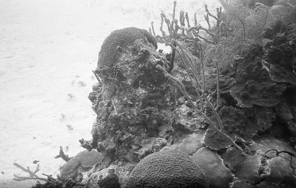 **UUID: **965d5cb7-d1a3-41fb-ad34-401b4d2defeb<br>**Date: **1966-12-12<br>**Location: **Jamaica | Discovery Bay | Buoy Upper Slope<br>**Longitude: **77.40908ºW<br>**Latitude: **18.47322ºN<br>**Photographer: **Eileen Graham<br>**Copyright: **Trustees of the Natural History Museum (London, UK), CC-BY-4.0