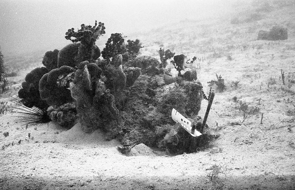 **UUID: **51bcdf7b-2ee2-4f87-ac27-ea38adb1f63a<br>**Date: **1966-12-12<br>**Location: **Jamaica | Discovery Bay | Algal Plots<br>**Longitude: **77.414ºW<br>**Latitude: **18.473ºN<br>**Photographer: **Eileen Graham<br>**Copyright: **Trustees of the Natural History Museum (London, UK), CC-BY-4.0
