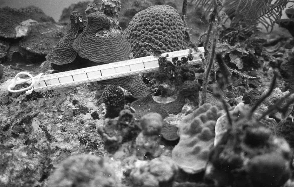 **UUID: **ca0b8dfb-7830-44a1-ab4a-932dd3b98df4<br>**Date: **1966-12-27<br>**Location: **Jamaica | Discovery Bay | Buoy Upper Slope<br>**Longitude: **77.40908ºW<br>**Latitude: **18.47322ºN<br>**Photographer: **Eileen Graham<br>**Copyright: **Trustees of the Natural History Museum (London, UK), CC-BY-4.0