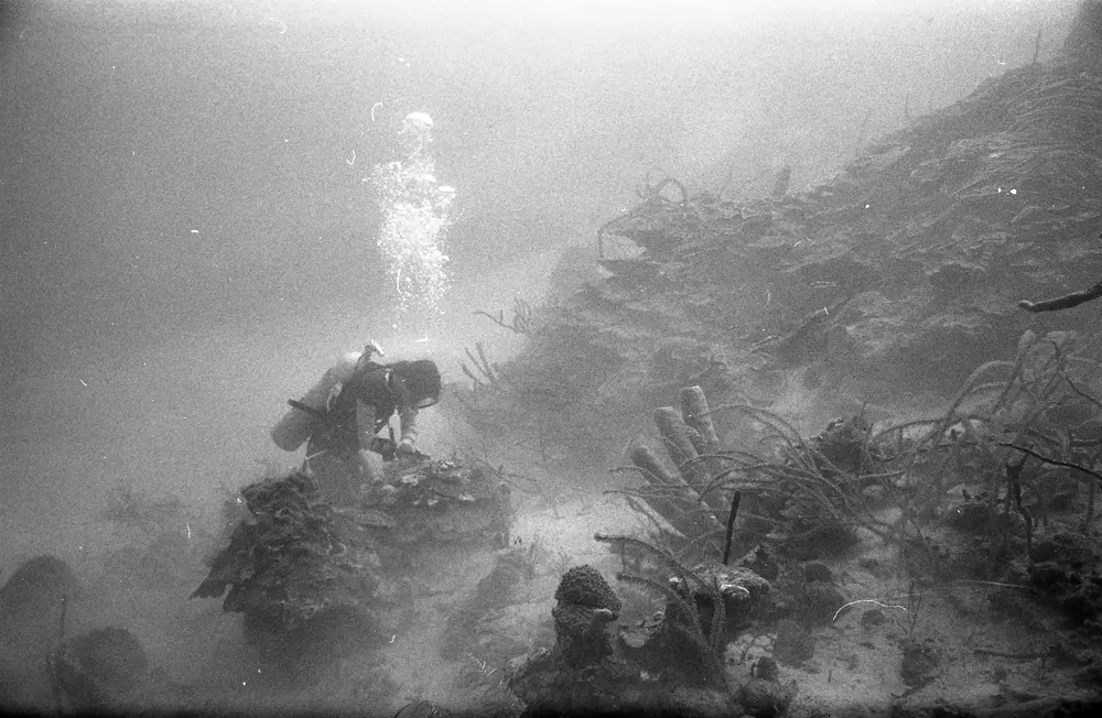 **UUID: **09d5c55e-979c-4b38-89ed-f215223862bc<br>**Date: **1967-01-18<br>**Location: **Jamaica | Discovery Bay | Buoy Upper Slope<br>**Longitude: **77.40908ºW<br>**Latitude: **18.47322ºN<br>**Photographer: **Eileen Graham<br>**Copyright: **Trustees of the Natural History Museum (London, UK), CC-BY-4.0