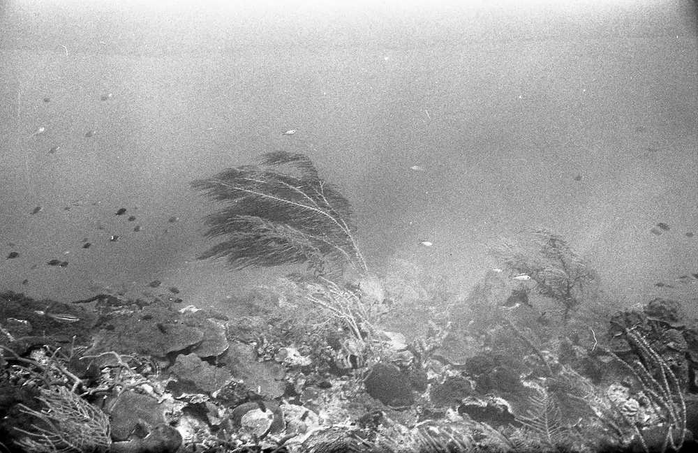 **UUID: **787b7066-e0dd-4ce3-b644-fa90246380e8<br>**Date: **1967-01-18<br>**Location: **Jamaica | Discovery Bay | Buoy Upper Slope<br>**Longitude: **77.40908ºW<br>**Latitude: **18.47322ºN<br>**Photographer: **Eileen Graham<br>**Copyright: **Trustees of the Natural History Museum (London, UK), CC-BY-4.0