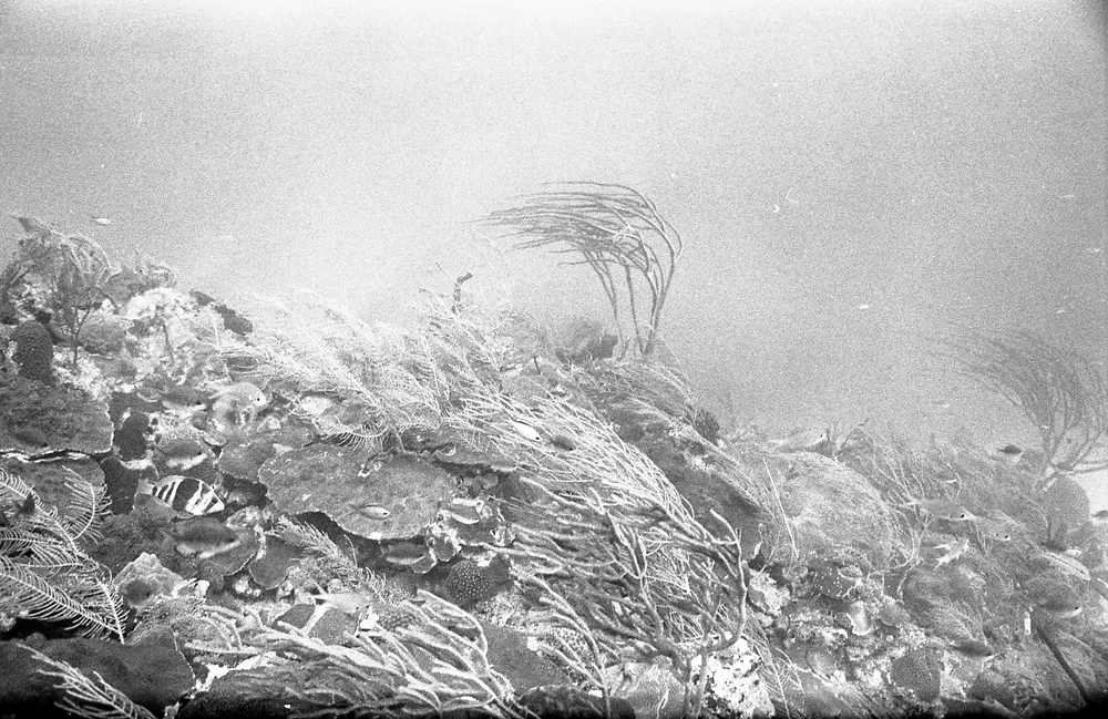 **UUID: **7326fc60-8652-4010-aa24-2db0287e8d1a<br>**Date: **1967-01-18<br>**Location: **Jamaica | Discovery Bay | Buoy Upper Slope<br>**Longitude: **77.40908ºW<br>**Latitude: **18.47322ºN<br>**Photographer: **Eileen Graham<br>**Copyright: **Trustees of the Natural History Museum (London, UK), CC-BY-4.0