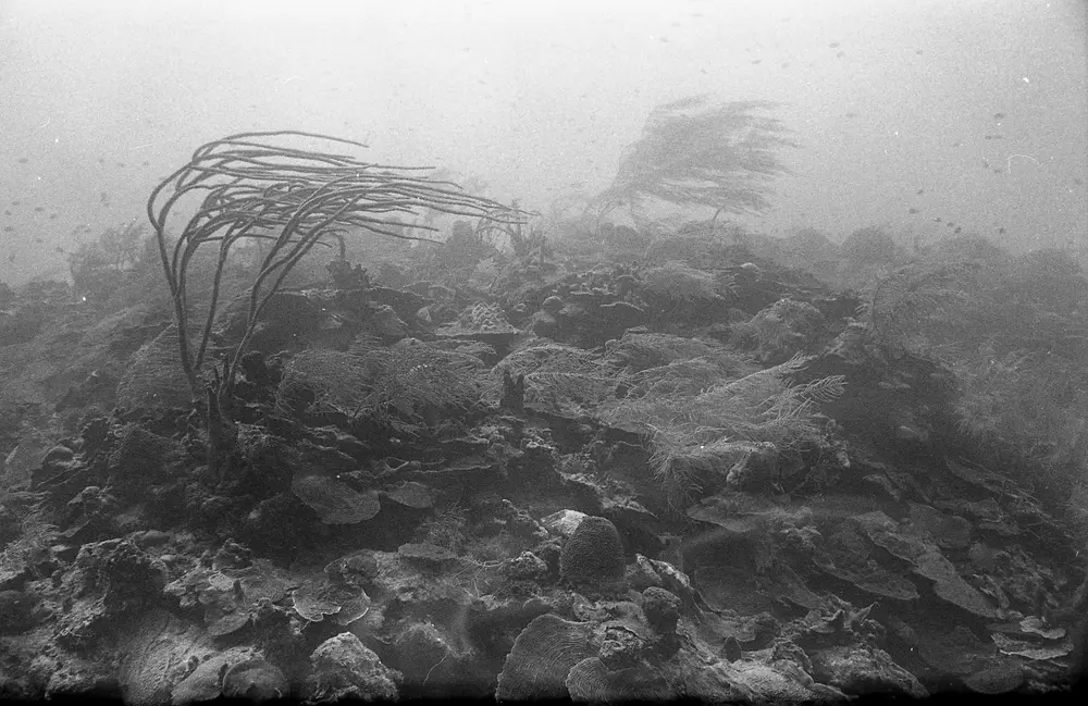 **UUID: **e1f87e1f-2594-4fb2-8a53-7d67d7ffcd1d<br>**Date: **1967-01-18<br>**Location: **Jamaica | Discovery Bay | Buoy Upper Slope<br>**Longitude: **77.40908ºW<br>**Latitude: **18.47322ºN<br>**Photographer: **Eileen Graham<br>**Copyright: **Trustees of the Natural History Museum (London, UK), CC-BY-4.0