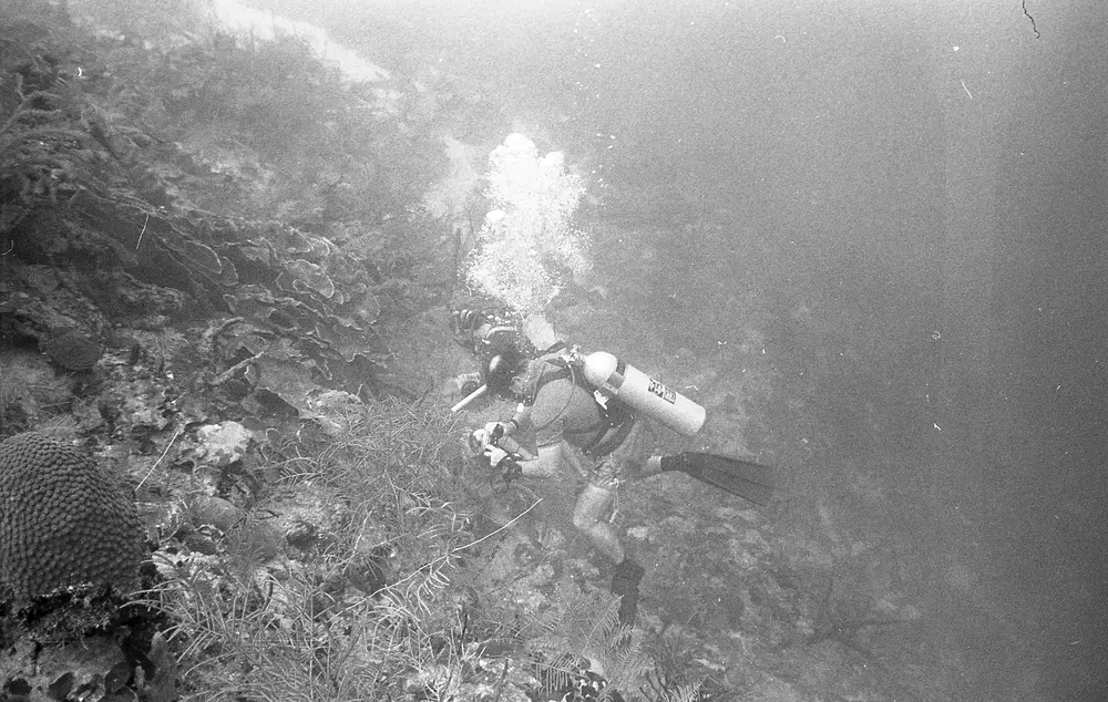 **UUID: **e7ec15ea-f4c9-4e3c-bd2b-42db7caadb9d<br>**Date: **1967-01-21<br>**Location: **Jamaica | Discovery Bay | Buoy Deep<br>**Longitude: **77.40908ºW<br>**Latitude: **18.47325ºN<br>**Photographer: **Eileen Graham<br>**Copyright: **Trustees of the Natural History Museum (London, UK), CC-BY-4.0