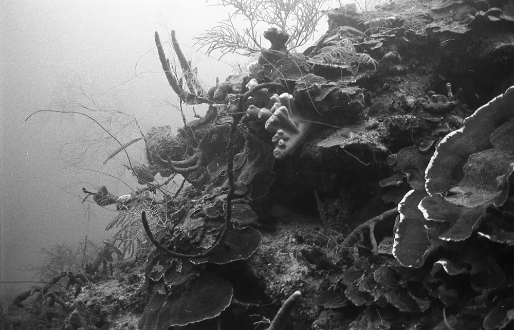 **UUID: **5a557140-ba9b-4686-89b4-409140d2b8dc<br>**Date: **1967-01-22<br>**Location: **Jamaica | Discovery Bay | Buoy Deep<br>**Longitude: **77.40908ºW<br>**Latitude: **18.47325ºN<br>**Photographer: **Eileen Graham<br>**Copyright: **Trustees of the Natural History Museum (London, UK), CC-BY-4.0