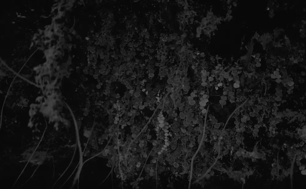 **UUID: **fe0a0298-25b5-4deb-ac47-6f301d645303<br>**Date: **1967-12-02<br>**Location: **Jamaica | Discovery Bay | Eaton Hall<br>**Longitude: **77.334ºW<br>**Latitude: **18.467ºN<br>**Photographer: **Eileen Graham<br>**Copyright: **Trustees of the Natural History Museum (London, UK), CC-BY-4.0
