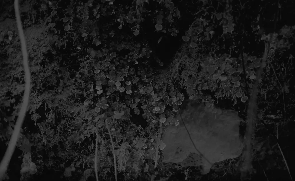 **UUID: **4d25a846-2fdf-4458-a617-3f458a77625c<br>**Date: **1967-12-02<br>**Location: **Jamaica | Discovery Bay | Eaton Hall<br>**Longitude: **77.334ºW<br>**Latitude: **18.467ºN<br>**Photographer: **Eileen Graham<br>**Copyright: **Trustees of the Natural History Museum (London, UK), CC-BY-4.0