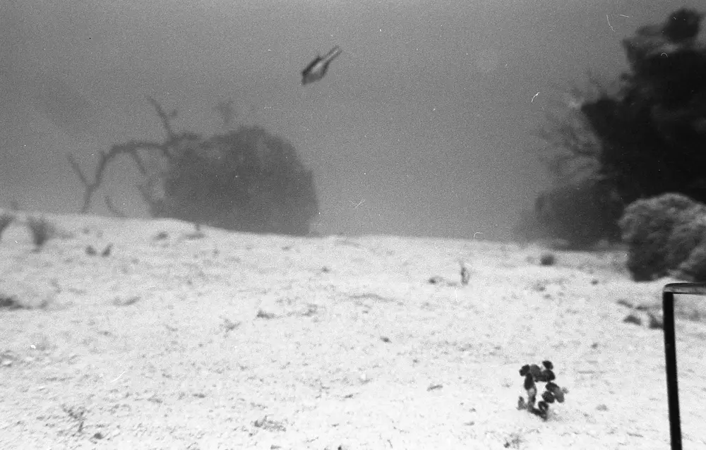 **UUID: **f1510a8e-d4cb-4fd5-8436-2765d30ab131<br>**Date: **1968-01-22<br>**Location: **Jamaica | Discovery Bay | Algal Plots<br>**Longitude: **77.414ºW<br>**Latitude: **18.473ºN<br>**Photographer: **Eileen Graham<br>**Copyright: **Trustees of the Natural History Museum (London, UK), CC-BY-4.0